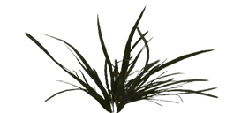 Foliagemodels screenshot