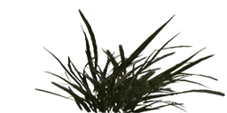 Foliagemodels