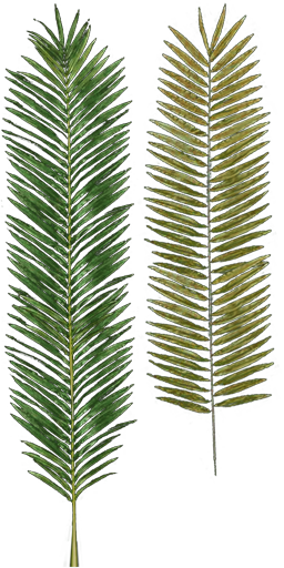Jungle trees screenshot