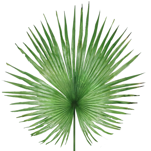 Jungle trees screenshot