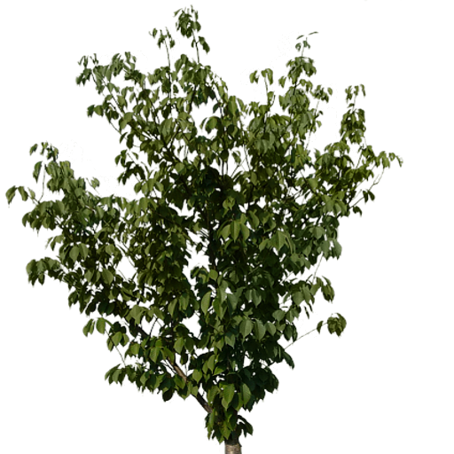 Kic trees screenshot
