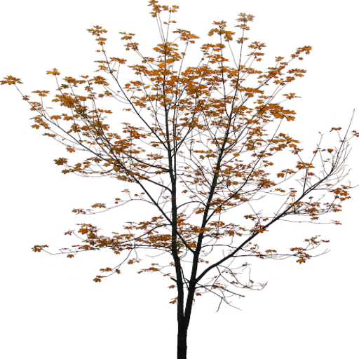 Kic trees screenshot