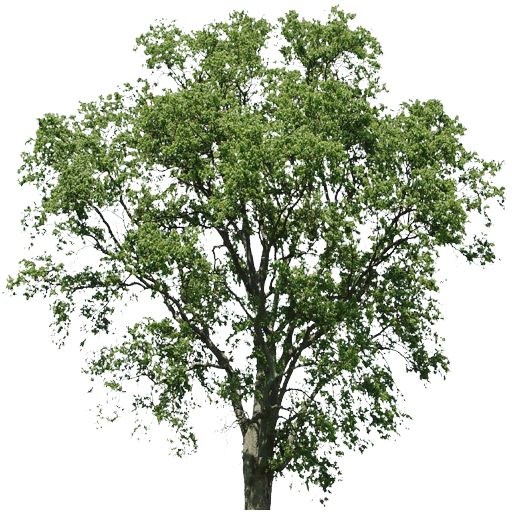 Kic trees screenshot