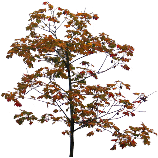 Kic trees screenshot
