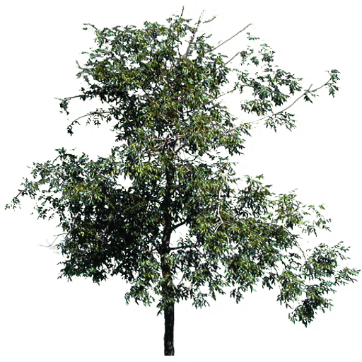 Kic trees screenshot