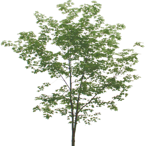 Kic trees screenshot