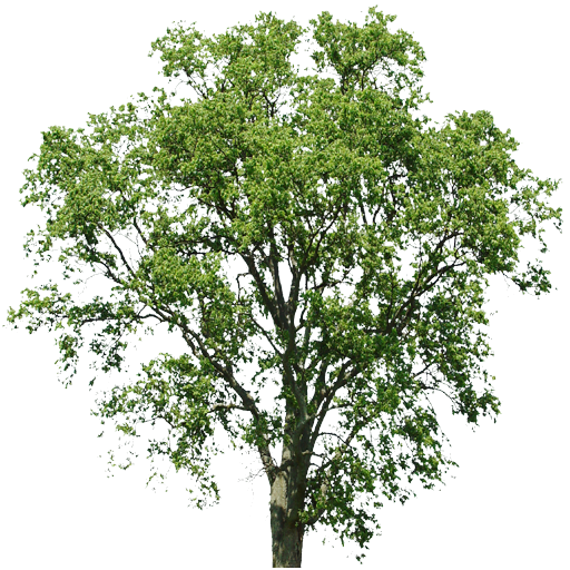 Kic trees screenshot