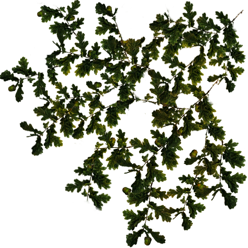Kic trees screenshot