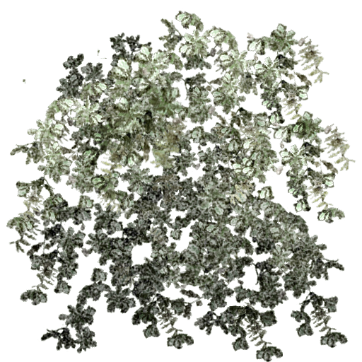 Kic trees screenshot