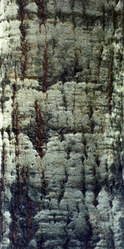 Kic trees screenshot