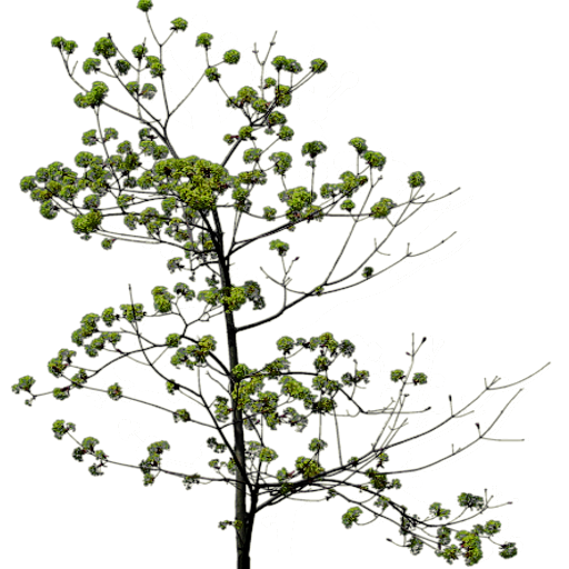 Kic trees screenshot