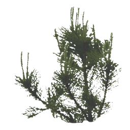 Kic trees screenshot