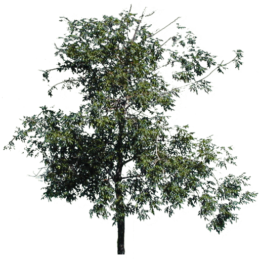Kic trees screenshot