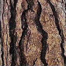 Kic trees screenshot