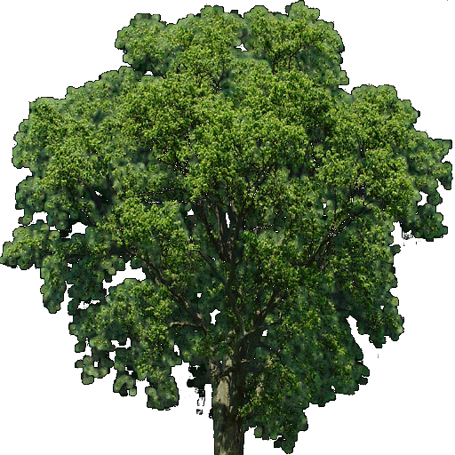 Kic trees screenshot