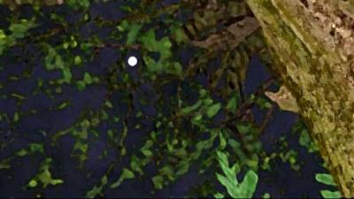 dem_bush_v3